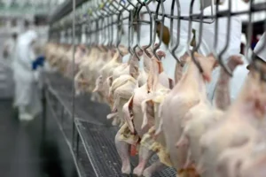 Exportações de carne de frango devem crescer 6% este ano. (Foto: ND+)