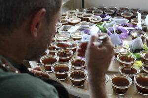 Comissão julgadora vai avaliar diferentes amostras de café. (Foto: Julio Huber)