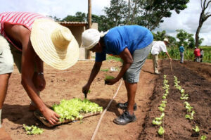 30 produtores rurais de Uberaba já estão sendo beneficiados pelo projeto. (Foto: Prefeitura de Uberaba)