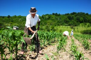 Minas é o 2º estado com maior número de trabalhadores na agricultura familiar. (Foto: Portal Projeta)