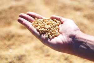 A soja ocupa a segunda liderança no seguimento agrícola, com VBP estimado em R$ 22,6 bilhões (Foto: Pixabay).