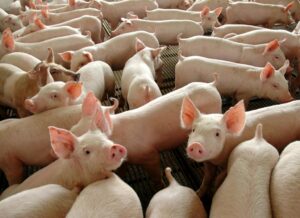 Participantes do curso vão aprender sobre os principais pontos ligados à criação de suínos. (Foto: José Medeiros/GCom-MT)