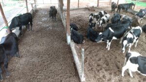 28 vacas estão no galpão do Sistema Compost Barn. (Foto: Faemg)