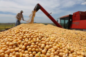Produção de grãos deve ser 8,5% em relação à safra anterior. (Foto: Seapa)
