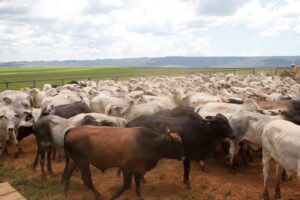 Em Minas a expectativa é que 25,7 milhões de bovinos e bubalinos sejam vacinados. (Foto: IMA)