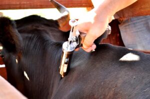 25 milhões de bovinos e bubalinos foram imunizados em Minas Gerais. (Foto: Semadesc)