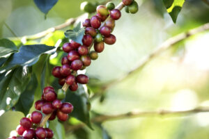 O café foi o principal produto exportado pelo agronegócio mineiro. (Foto: Seapa)