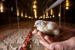 Exportações de genética avícola incluem ovos férteis e pintos de 1 dia. (Foto: ABPA)