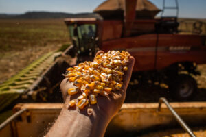 Tecnologia vai ajudar seleção de grãos (Foto:  Wenderson Araujo/CNA)