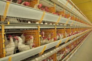 Doença pode causar muitos prejuízos ao comércio avícola internacional. (Foto: Agricultra.SP)