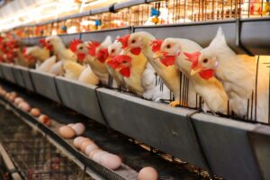 Parceria vai oferecer treinamento para funcionários do setor avícola. (Foto: Adobe Stock)