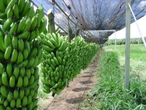 O plantio de bananas tem o objetivo de diversificar a produção agrícola da região. (Foto: Seapa)