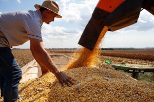 A colheita de milho já começou em algumas regiões do país. (Foto: Marcos Vergueiro /Secom-MT)