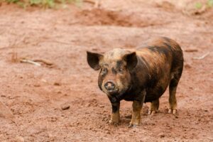Criação de porcos caipira pode representar fonte de renda para os produtores rurais. (Foto: FreePik)